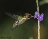 Tufted Coquette
