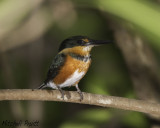 American Pygmy Kingfisher