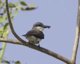 Gray Kingbird