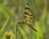 Halloween Pennant (Celithemis eponina)