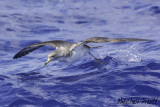 Corys Shearwater