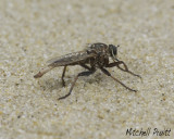 Proctacanthus brevipennis