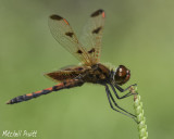 Calico Pennant--Celithemis elisa