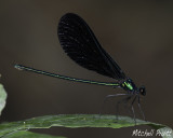 Ebony Jewelwing--Calopteryx maculata