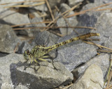 Jade Clubtail--Arigomphus submedianus