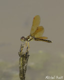 Eastern Amberwing--Perithemis tenera