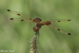 Calico Pennant--Celithemis elisa