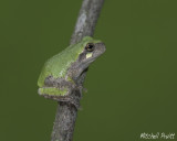Gray Treefrog Juvenile--Hyla versicolor