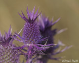 Leavenworths Eryngo (Eryngium leavenworthii)