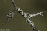 Lichens on Locust