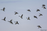 Northern Pintail