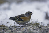 Brambling