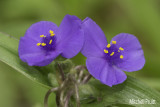 Ernests Spiderwort--Purple