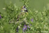 Dickcissel