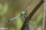 Eastern Pondhawk (Erythemis simplicicollis)