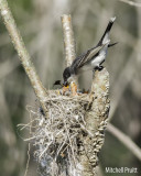 Eastern Kingbird Feeding Young