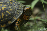 Eastern Box Turtle