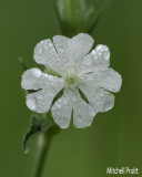 Silene latifolia