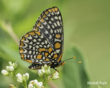 Baltimore Checkerspot (Euphydryas phaeton)