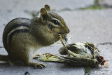 Chipmunk Eating a Common Yellowthroat