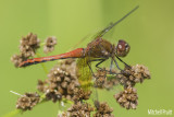 Band-winged Meadowhawk (Sympetrum semicintum)