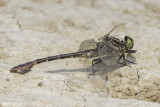 Cobra Clubtail (Gomphus vastus)