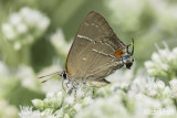 White M Hairstreak (Parrhasius m-album)