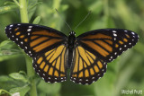 Viceroy (Limenitis archippus)