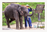 Maesa Elephant Camp 12