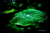 Perles de capucines