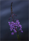 Fireweed.jpg