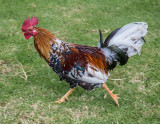 Rooster-1
