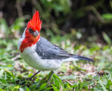 Red Crested Cardinal