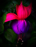 Fuschia.jpg