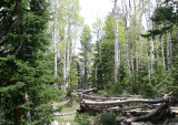 Abandoned Homestead 