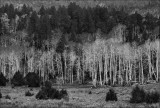 Aspen Trees in Spring