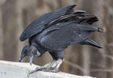 Two(!) Vultures.jpg