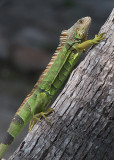 Mexican Spiny Tailed Iguana-2.jpg