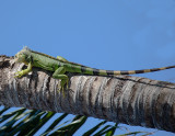 Mexican Spiny Tail Iguana-6