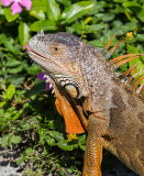Brown Iguana-3