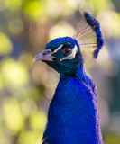1129-Peacock head.jpg