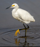 White Egret