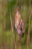 Little Bittern (Ixobrychus minutus)