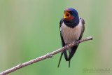 Barn Swallow (Hirundo rustica)