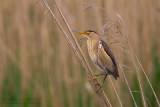 Little Bittern  (Ixobrychus minutus)