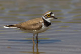Little Ringed Plover (Charadrius dubius)