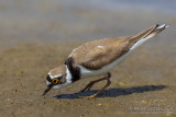 Little Ringed Plover (Charadrius dubius)