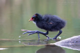 Common Moorhen (Gallinula chloropus)