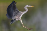 Grey Heron (Ardea cinerea)