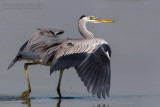 Grey Heron (Ardea cinerea)